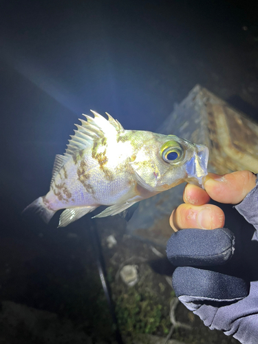 クロメバルの釣果