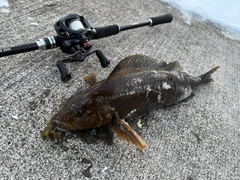 アイナメの釣果