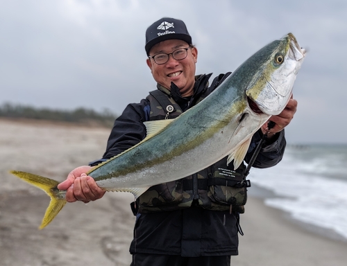 ブリの釣果