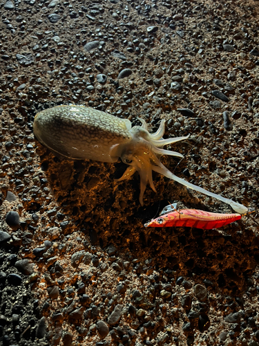 シリヤケイカの釣果