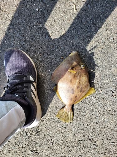 カワハギの釣果