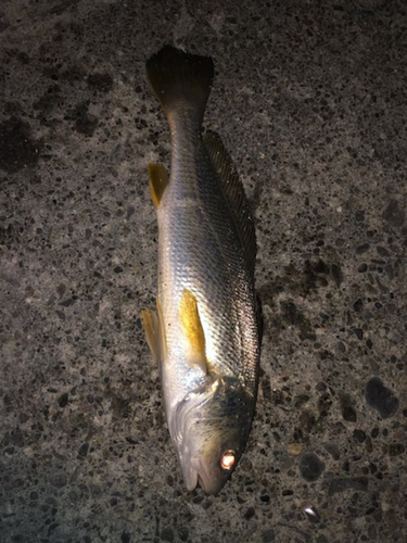 シログチの釣果