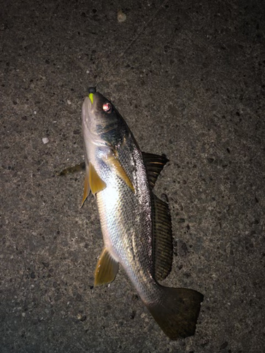 シログチの釣果