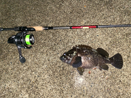 ムラソイの釣果