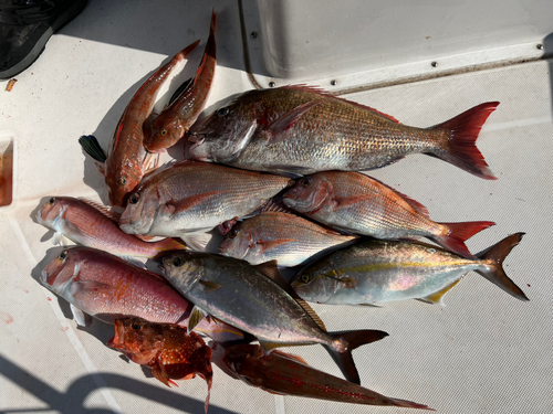 マダイの釣果