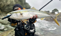 ブリの釣果