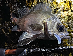 クロメバルの釣果