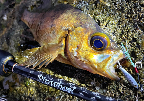 アカメバルの釣果