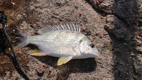 キビレの釣果