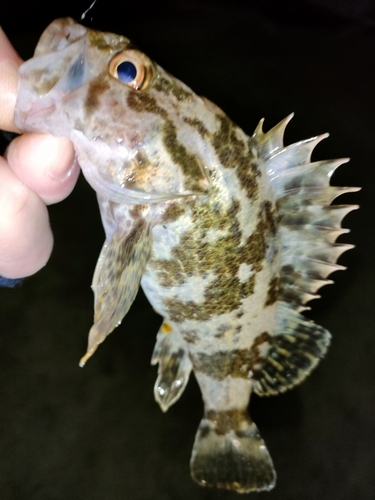 タケノコメバルの釣果