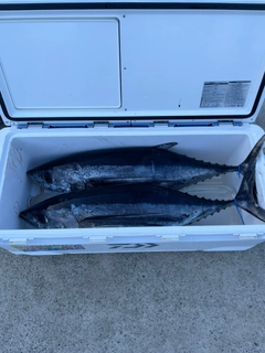 ビンチョウマグロの釣果