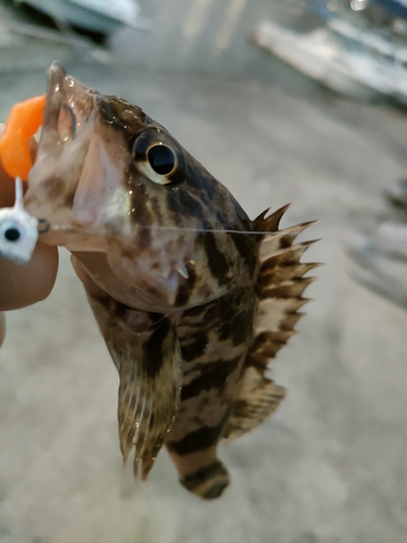 タケノコメバルの釣果