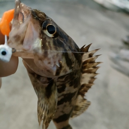 タケノコメバル