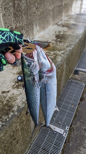 サゴシの釣果