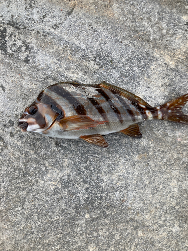 タカノハダイの釣果