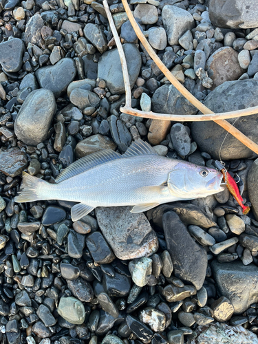 ニベの釣果