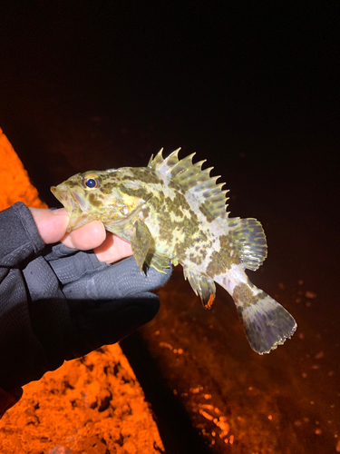 タケノコメバルの釣果