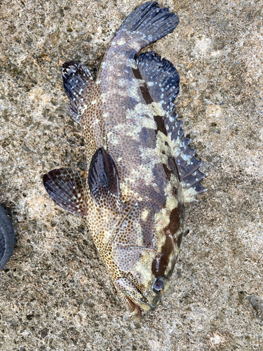 ヒラスズキの釣果