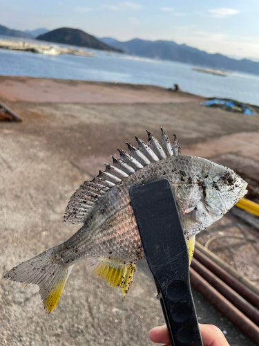 キビレの釣果