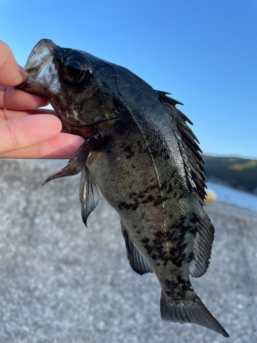 クロメバルの釣果