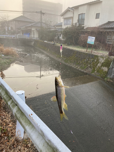 カワムツの釣果