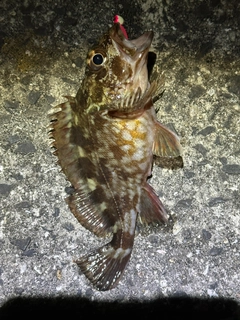 カサゴの釣果