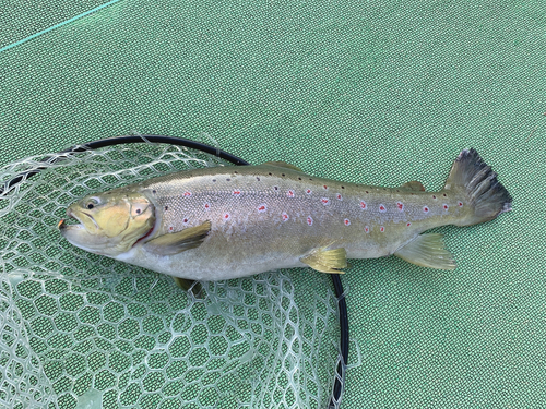 ブラウントラウトの釣果