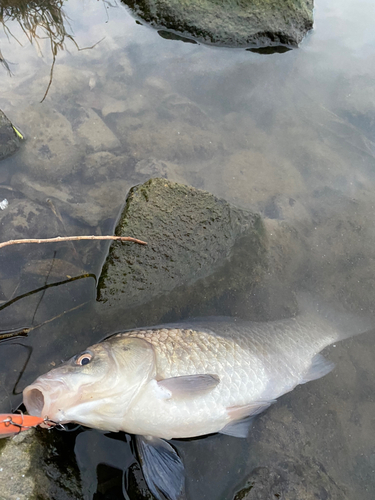 ヘラブナの釣果