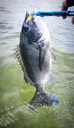 クロダイの釣果