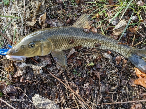 ニゴイの釣果