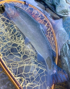 ニジマスの釣果