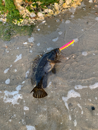 タケノコメバルの釣果