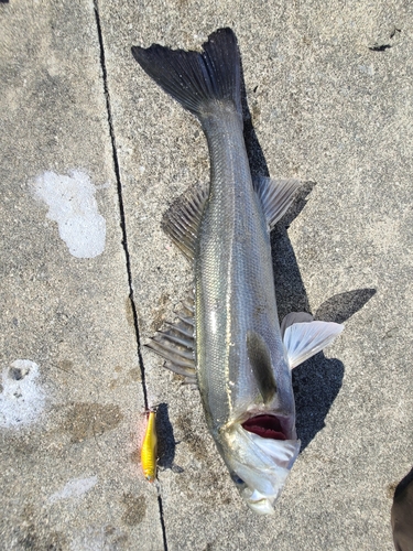 シーバスの釣果