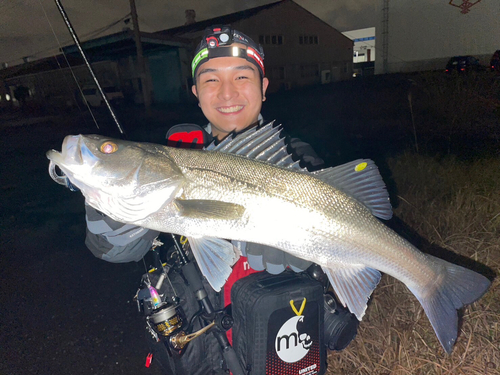 スズキの釣果