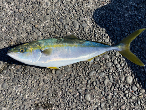 メジロの釣果