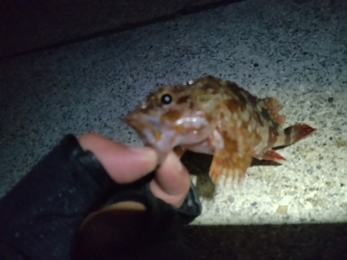 カサゴの釣果