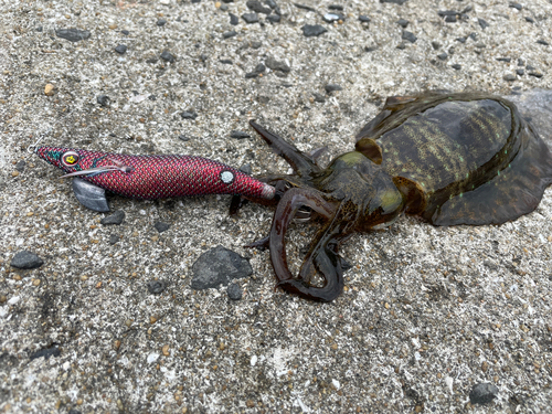 アオリイカの釣果