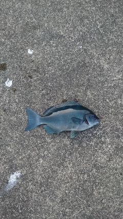 オナガグレの釣果