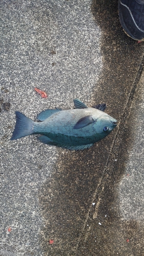 クチブトグレの釣果