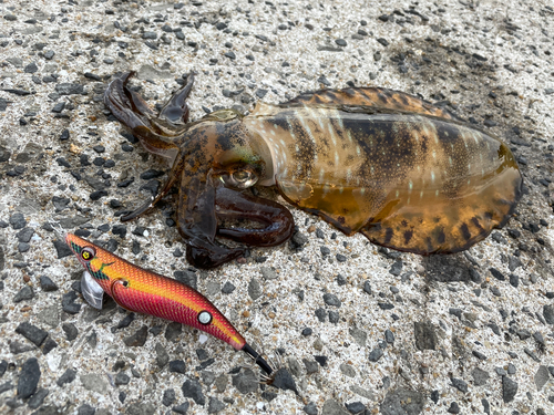 アオリイカの釣果