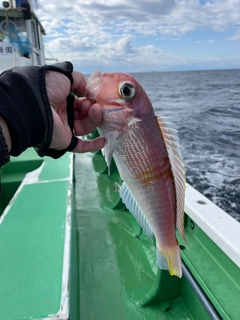 アマダイの釣果