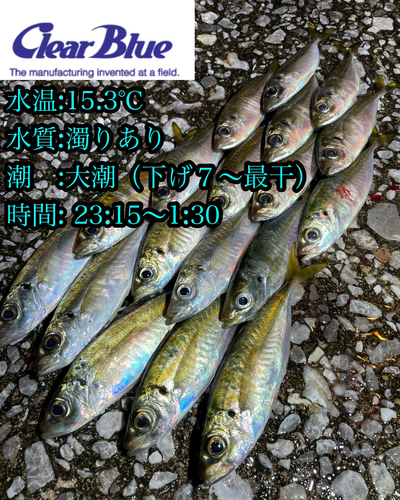 アジの釣果