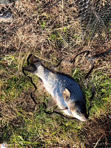 ヘラブナの釣果