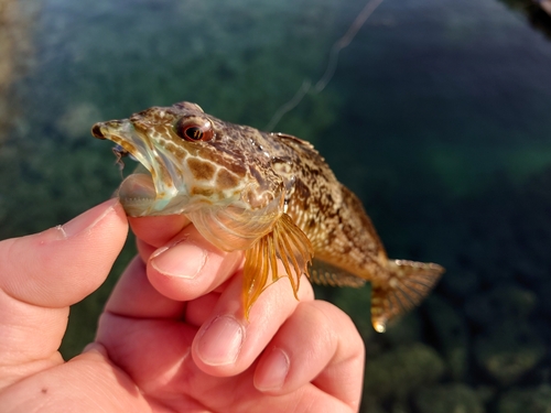 アナハゼの釣果