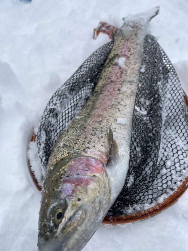 ニジマスの釣果