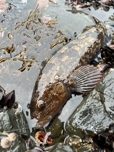 アイナメの釣果