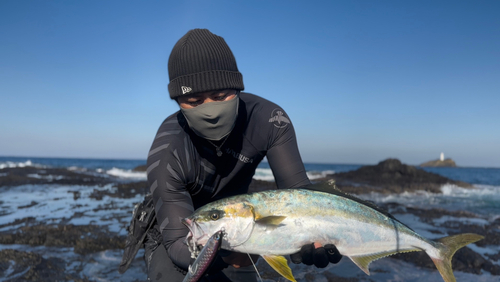 ヒラマサの釣果