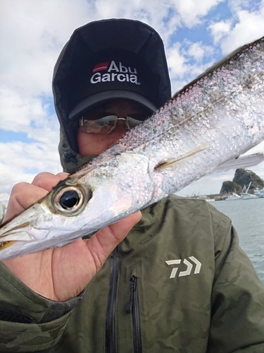 カマスの釣果