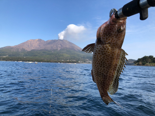 オオモンハタの釣果