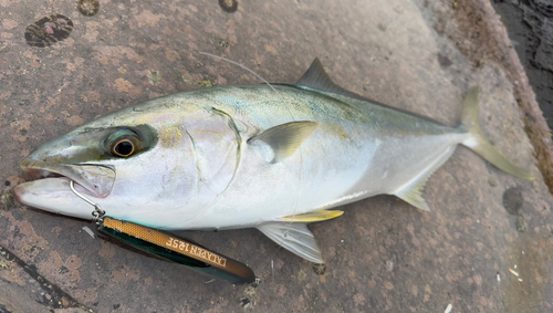 ヒラマサの釣果